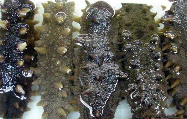 威海野生刺参，威海的六大特产你吃过后