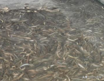 正宗无土泥鳅养殖方法，村小农网教你无土养出好泥鳅