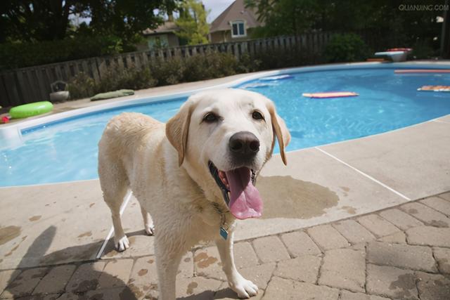 比熊犬智商相当于几岁，比熊智商相当于几岁（常见的7种狗狗的“寿命”）