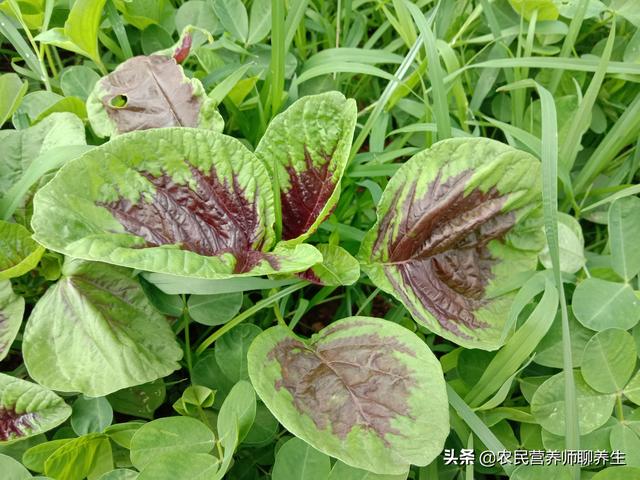 汉菜的作用和功效，汉菜的功效与作用（农村常见的苋菜为啥叫“长寿菜”）