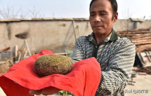 猪宝是什么东西，猪宝是啥玩意（农民意外获得鹅蛋大“猪宝”）