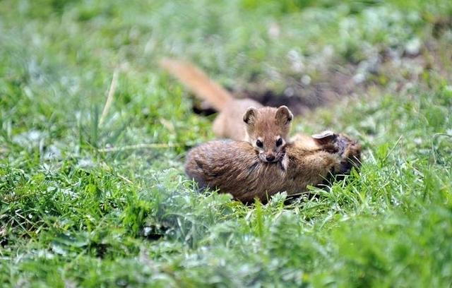 黄鼠狼毒性.5o元l只，黄鼠狼的危害（老人常说黄鼠狼不能杀）