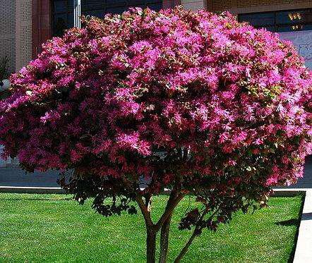 红花继木，红花檵木～娇颜耀芳丛（红花继木）