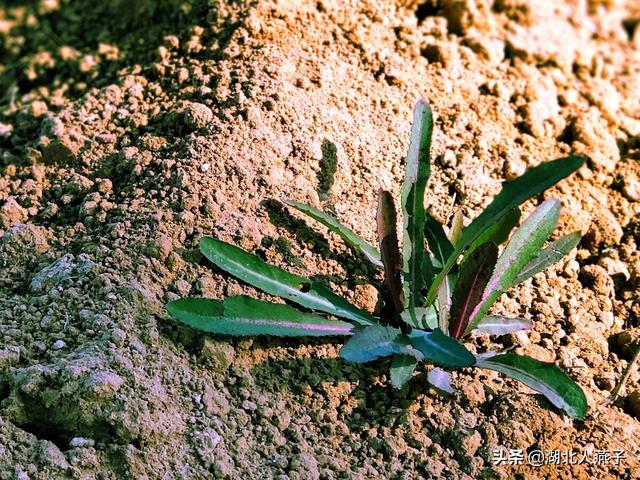 野菜种类有什么，野菜的种类和图片大全（你想要的野菜这里都有）