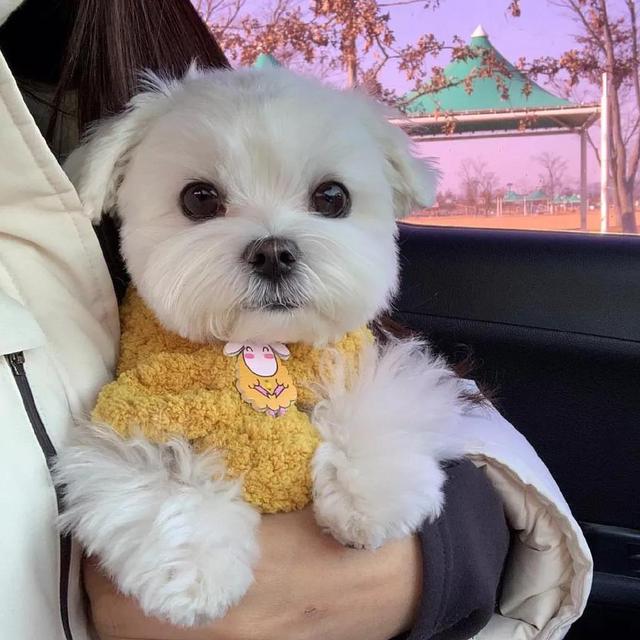 狗狗头像微信，狗狗头像（唯独你是我情之所钟）