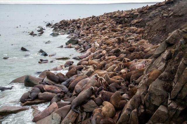 海象和海狮区别，海象——拿犬齿就想装象
