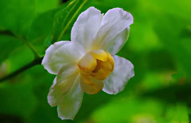 夏腊梅，美国夏腊梅，这种国家珍稀花正是结果期（美国夏腊梅什么价格）