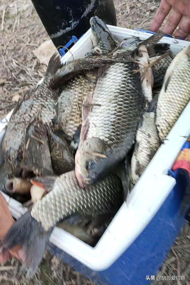 红鲫鱼怎么样饲养，红鲫鱼养殖技术（你不知道的钓鱼冷知识<4>）