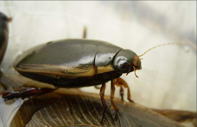 蟑螂是一种非常令人讨厌的昆虫(这种与蟑螂酷似的昆虫,具有3大功效