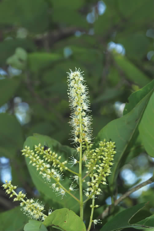 榄仁树(大叶榄仁树,榄仁资源种类及其分布(榄仁叶是什么树)