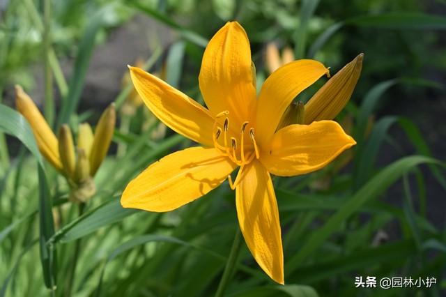 忘忧草代表什么意思，传说中的“忘忧草”（忘忧草的意思是什么）