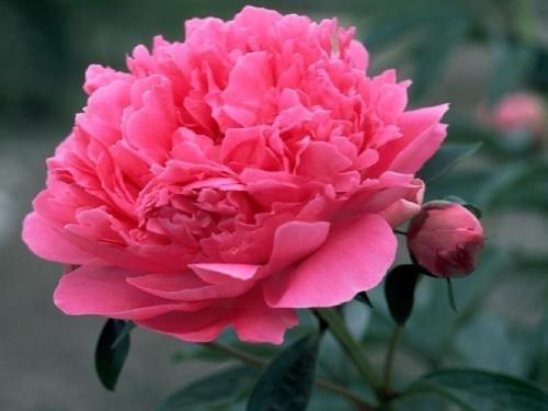 洛阳有什么特产，洛阳都有哪些特产（指尖家乡正宗特产汇总介绍——洛阳十大特色产品）