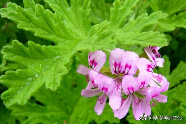 et是什么基团，ET是什么基团（蛋白质的异戊二烯化）