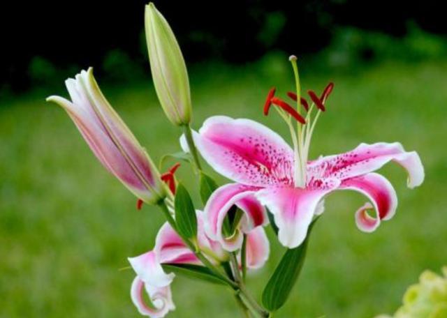 天堂鸟花语，天堂鸟花图片（你知道大自然中这些花的花语吗）