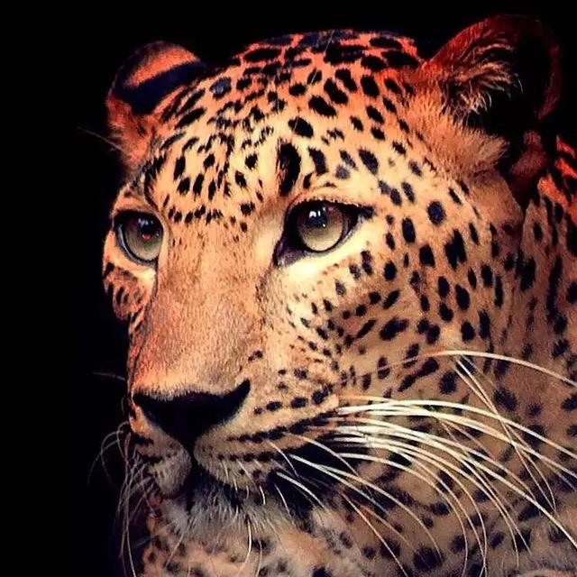 不羁的心，微信头像，不羁的心（头像集/保持不羁的灵魂）