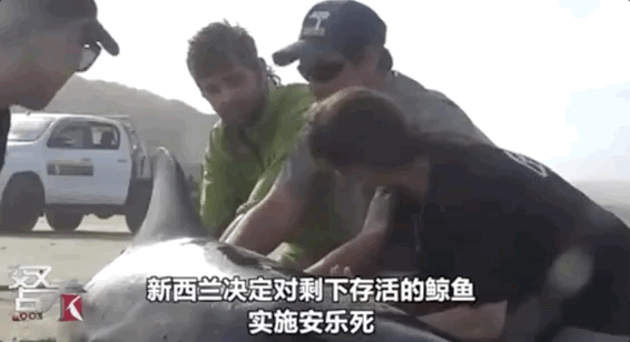 鲸鱼为什么集体“自杀”，鲸鱼为什么会死亡（鲸鱼为什么会集体自杀）