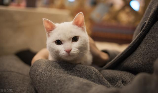 猫为什么总是吐舌头，猫一直吐舌头是生病了吗，猫为什么总是吐舌头（猫咪频繁吐舌头不是卖萌）