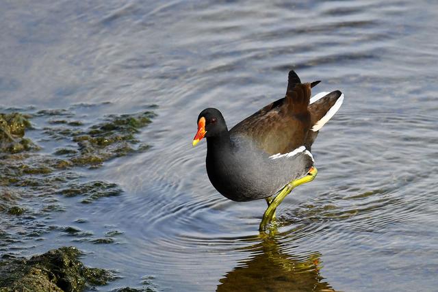 水鸡是什么，水鸡是什么车（西方秧鸡、叽咋柳莺......）