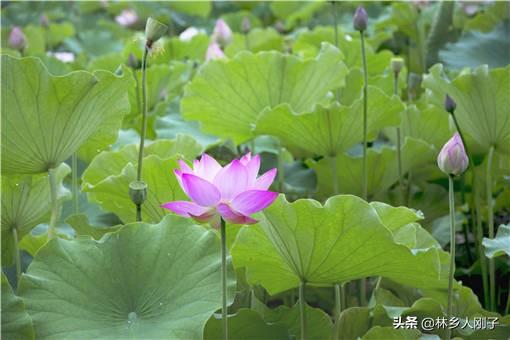 藕怎么种植方法，莲藕的种植技术（荷花种植方法是什么）