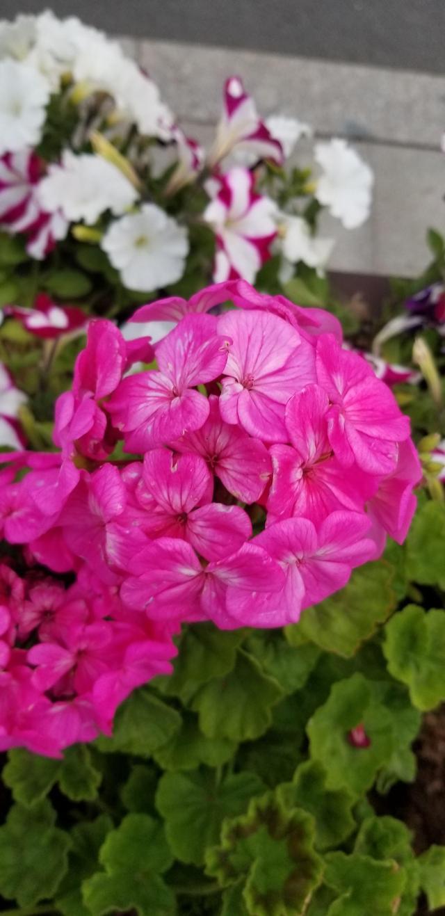 栀子花花期，栀子花花期几月份（买回家就是交“智商税”）