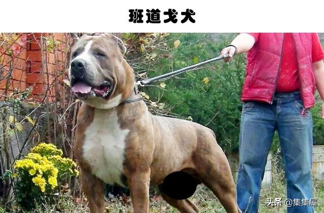 中国十个禁养狗，中国十大禁犬家养（在世界各地的城市里）