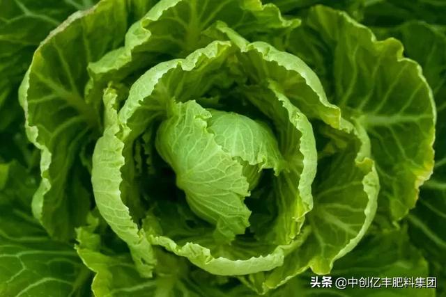 农作物叶子变黄是什么原因,农作物叶片发黄不知什么原因 农作物叶子变黄是什么原因,农作物叶片发黄不知什么原因