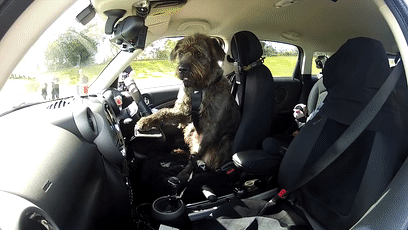 我的世界狗怎么驯服，网友教自家狗子玩《我的世界》