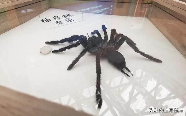 昆虫的秘密有哪些,了解昆虫世界的秘密 昆虫的秘密有哪些,了解昆虫世界的秘密