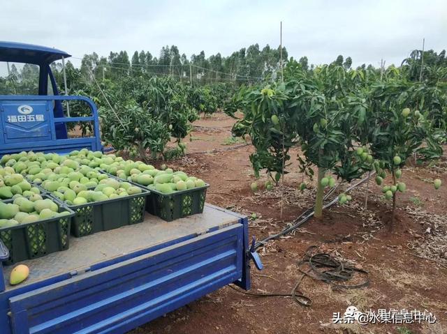 水仙芒果怎么才算熟了，水仙芒果怎么催熟（最好吃的芒果图鉴指南）