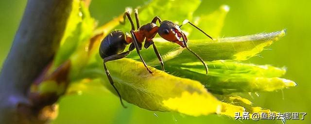 蚂蚁是益虫还是害虫，蚂蚁害虫还是益虫（蚂蚁到底是益虫还是害虫）