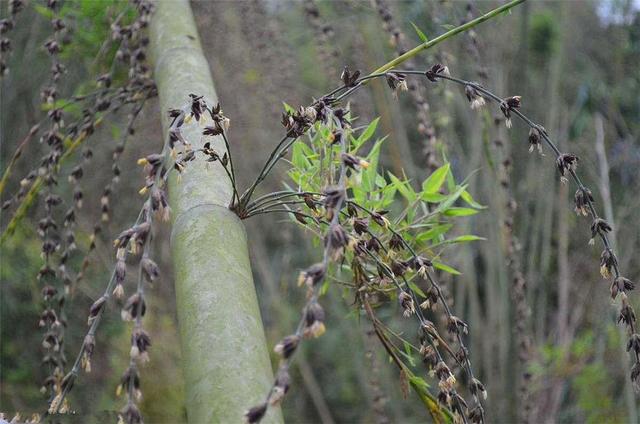 竹子开花吗，竹子一生只开一次花吗（竹子开花难道真是“大灾变”的前兆）