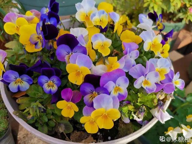 香草兰花怎么养，香兰草怎么种植（屋里养盆“香水花”）