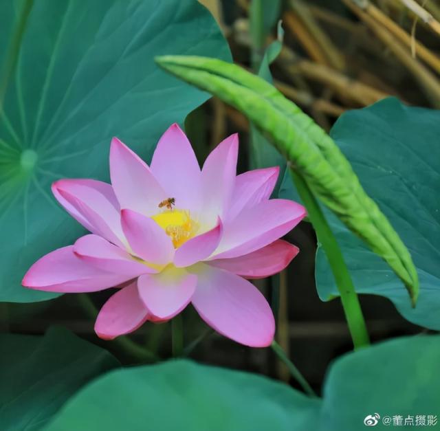 夏雨荷大明湖畔在哪里，大明湖畔的夏雨荷在哪个城市（快来跟“夏雨荷”见个面）