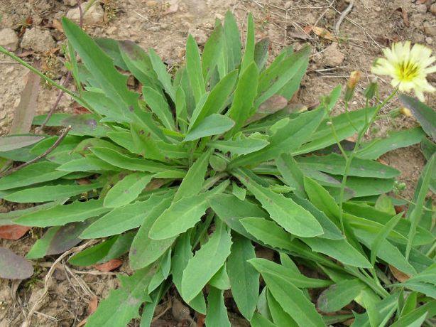 野生白花菜图片，野白花菜的功效与作用与禁忌（20种常见野菜辨别图）
