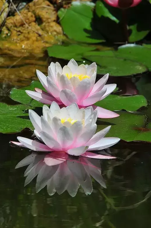 各种花开放的时间（100种常见花的花开时间附图）