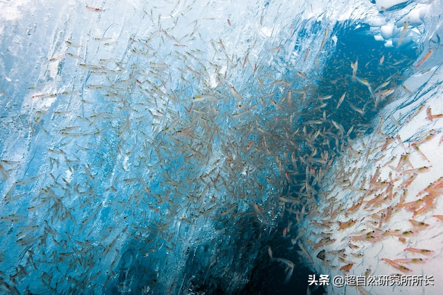 海底最深处的生物，10000米恐怖深海鱼（南极深处真的存在巨大的生物吗）