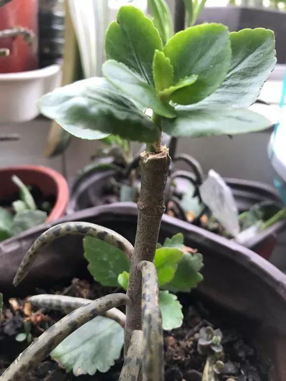 最漂亮的棒棒糖图片，如何画出漂亮的棒棒糖（长寿花半年养成“长寿树”）
