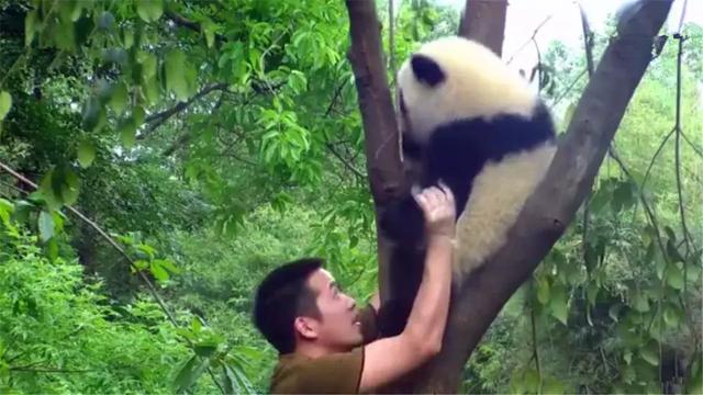 熊猫为什么喜欢抱大腿,熊猫抱大腿(大熊猫躲在树顶不回家) 熊猫为什么喜欢抱大腿,熊猫抱大腿(大熊猫躲在树顶不回家)