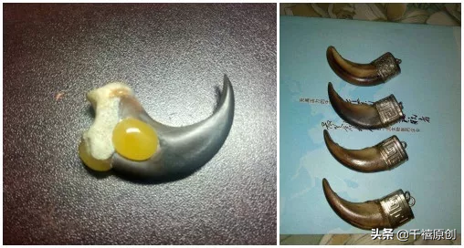 狼牙什么属相的人不能佩戴，不适合带狼牙的属相（这5种动物首饰你还敢戴）