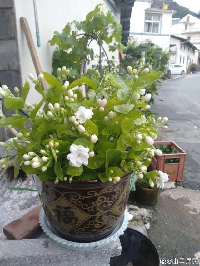 30种适合懒人养的花夏季，蹭蹭疯长、爆盆