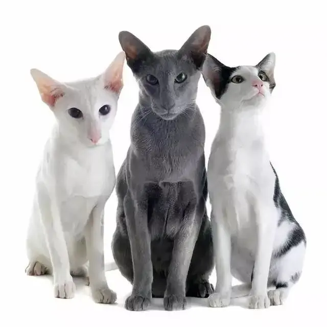 黑猫是什么品种，黑猫白爪是什么品种（古书记载“辟邪招财”的黑猫都有哪些品种）