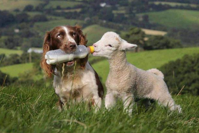 狗狗能不能吃牛肉，狗狗能不能吃牛肉粒零食（铲屎官注意了）