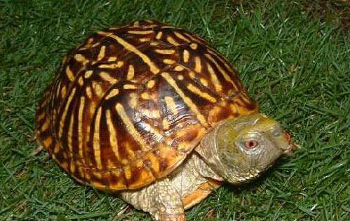 乌龟种类有哪些，乌龟种类有哪些品种（陆龟和水陆两栖龟区别）