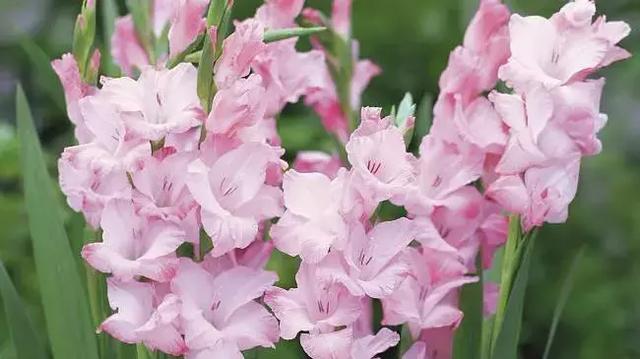 伯利恒之星花语,查自己的本命花(感受生活的温度<二>) 伯利恒之星花语,查自己的本命花(感受生活的温度<二>)