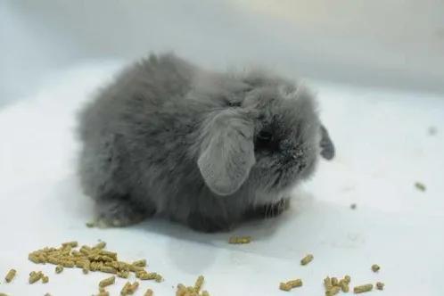 兔子可以吃坚果吗，兔子能吃些什么东西（兔子应该吃什么食物）