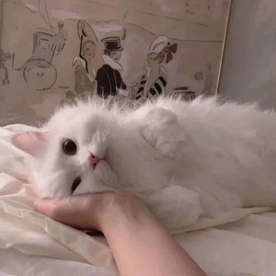 春花.＊@aunsteph 小猫咪能有什么坏心思呢，微信头像，春花.＊@aunsteph 小猫咪能有什么坏心思呢（小猫咪能有什么坏心思呢）