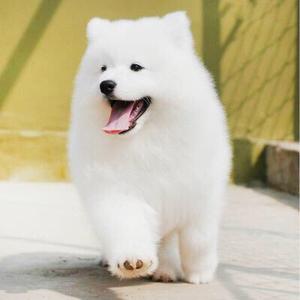 不纯的萨摩耶照片(萨摩耶会不会保护主人)