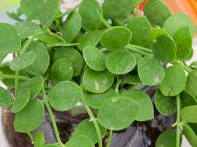 百万心吊兰的养殖方法和注意事项，千万心吊兰的养殖方法（除了注意浇水和施肥）