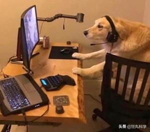 我的世界狗怎么驯服，网友教自家狗子玩《我的世界》