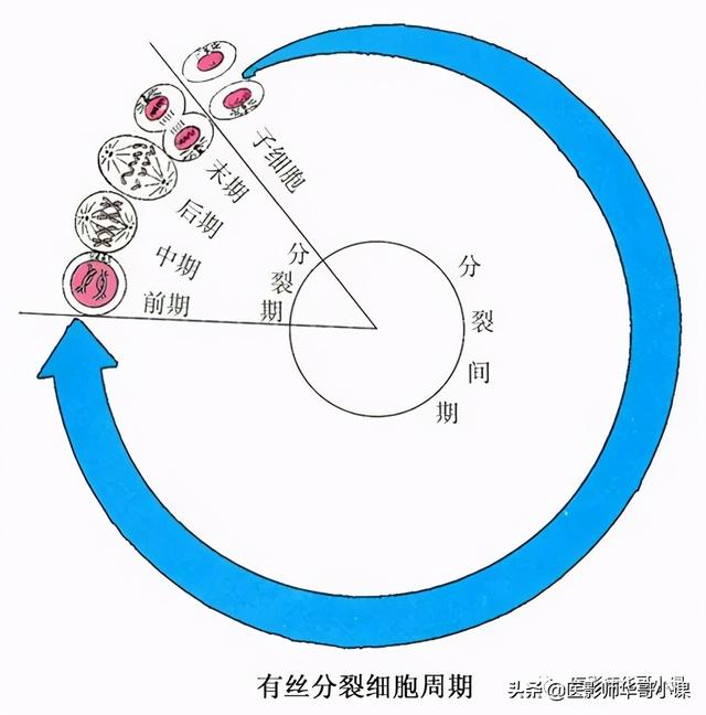 人体解剖学基础，人体解剖学基础知识学什么（基础知识之人体解剖学基础）